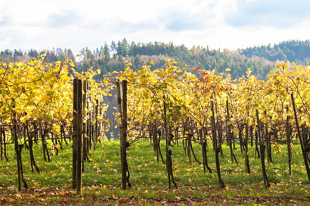 istock Swiss vineyard in autumn. 455303335