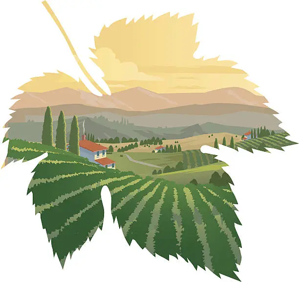 Vector illustration of Tuscan Vineyards