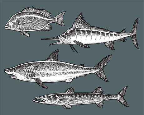 Pen and ink illustrations of Saltwater Fish - Shark, Marlin, Barracuda, Snapper. Layered for easy reference. Check out my 