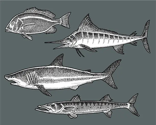 Vector illustration of Saltwater Fish - Shark, Marlin, Barracuda, Snapper