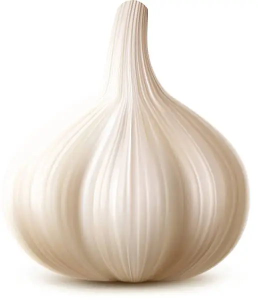 Vector illustration of Garlic