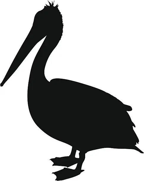 Vector illustration of pelican