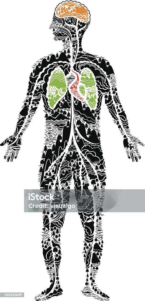 Anatomia człowieka - Grafika wektorowa royalty-free (Ciało ludzkie)