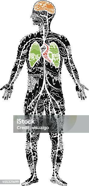 Anatomia Człowieka - Stockowe grafiki wektorowe i więcej obrazów Ciało ludzkie - Ciało ludzkie, Abstrakcja, Anatomia człowieka