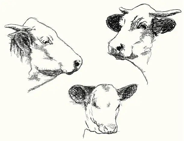Vector illustration of Cattle