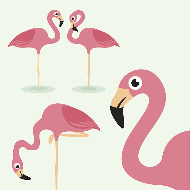 ilustrações, clipart, desenhos animados e ícones de flamingo - beauty in nature birds nature backgrounds wild animals