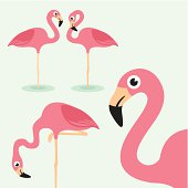 istock Flamingo 455322477