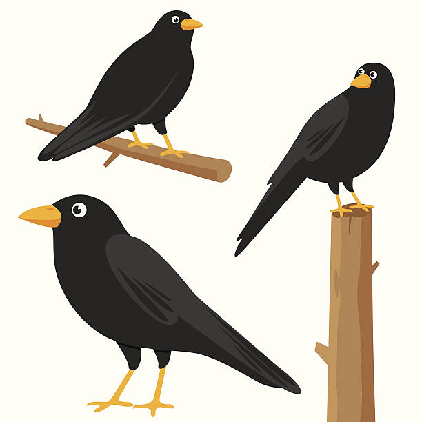 ilustrações de stock, clip art, desenhos animados e ícones de corvos - perching