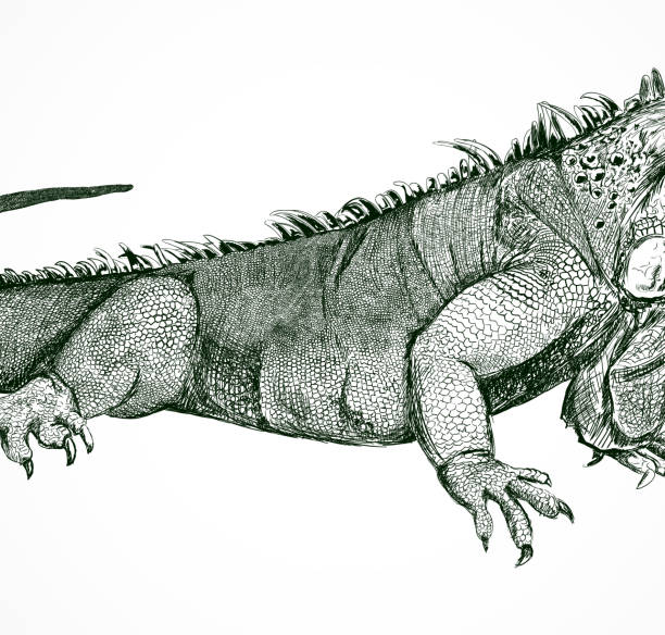 Lizard Lizard Illustration iguana stock illustrations