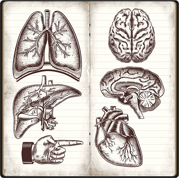 menschliche organe - human lung anatomy human heart healthcare and medicine stock-grafiken, -clipart, -cartoons und -symbole