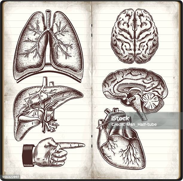 Organes Humains Vecteurs libres de droits et plus d'images vectorielles de Dessiner - Dessiner, Dessin, Anatomie