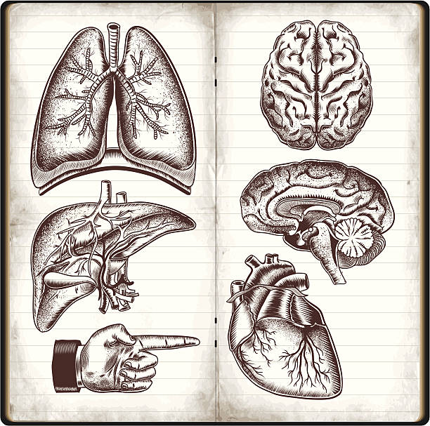 bildbanksillustrationer, clip art samt tecknat material och ikoner med human organs - lunga illustrationer