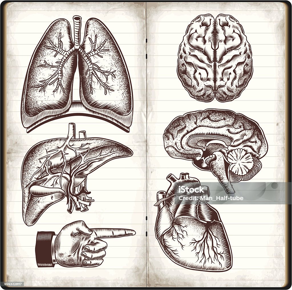 Human organs Human organs in vintage style, Drawing - Activity stock vector