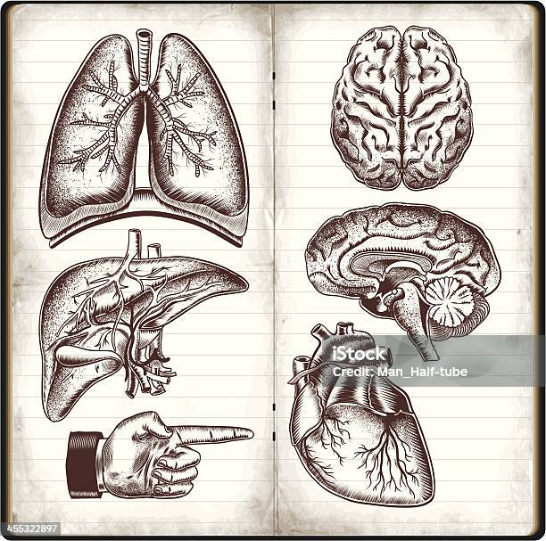 Human Organs Stock Illustration - Download Image Now - Drawing - Activity, Drawing - Art Product, Anatomy