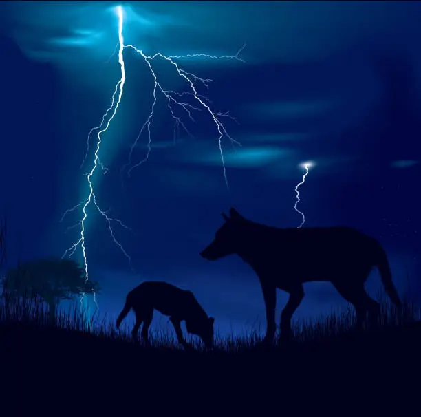 Vector illustration of Wolfs on a storm