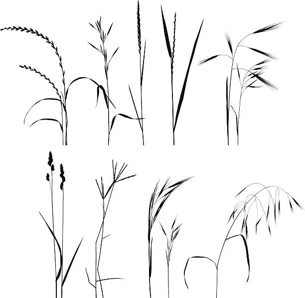 Vector illustration of Grass Collection For Designers