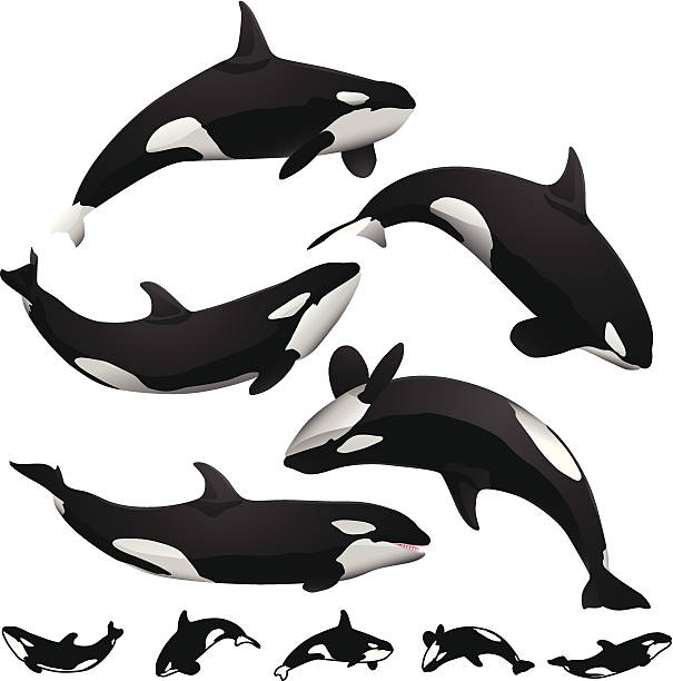 orcas - schwertwal stock-grafiken, -clipart, -cartoons und -symbole