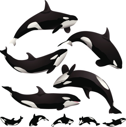 Five unique killer whale / orca silhouettes. Very detailed version as well as simple black and white outline version of each silhouette.