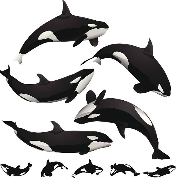Orcas Five unique killer whale / orca silhouettes. Very detailed version as well as simple black and white outline version of each silhouette. killer whale stock illustrations