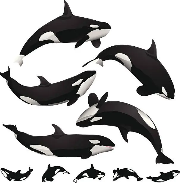 Vector illustration of Orcas