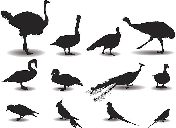 Large and small birds Ostrich, swan, turkey, emu, goose, ornamental bird,ducks, cormorants, parakeet ostrich silhouette stock illustrations