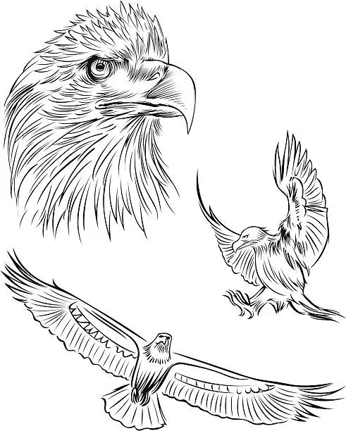 Vector illustration of Line drawings of a Bald Headed Eagle