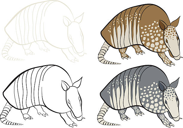 armadillo vector art illustration