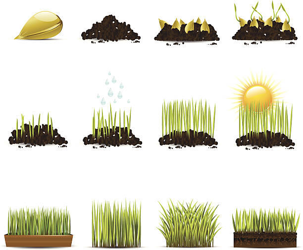illustrations, cliparts, dessins animés et icônes de croissance de l'herbe - turf