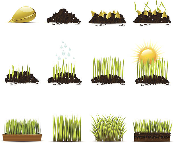 성장하는 잔디 - turf stock illustrations