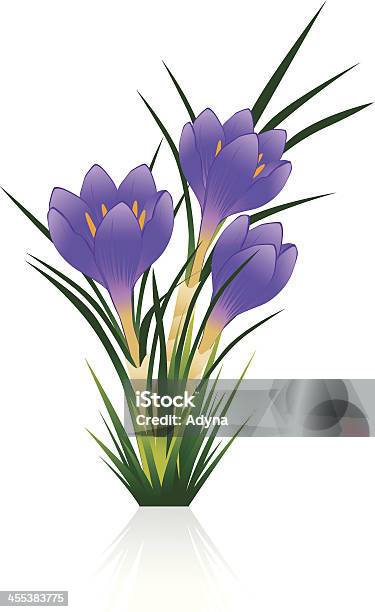Crocus Stock Illustration - Download Image Now - Crocus, Beauty In Nature, Bouquet