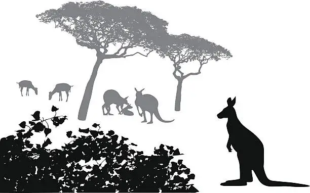 Vector illustration of Kanga Roo Vector Silhouette