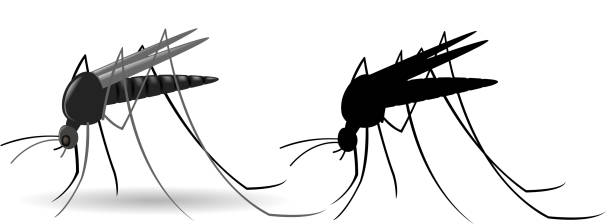 mosquito drawing of vector mosquito illustrations and silhouette. midge fly stock illustrations