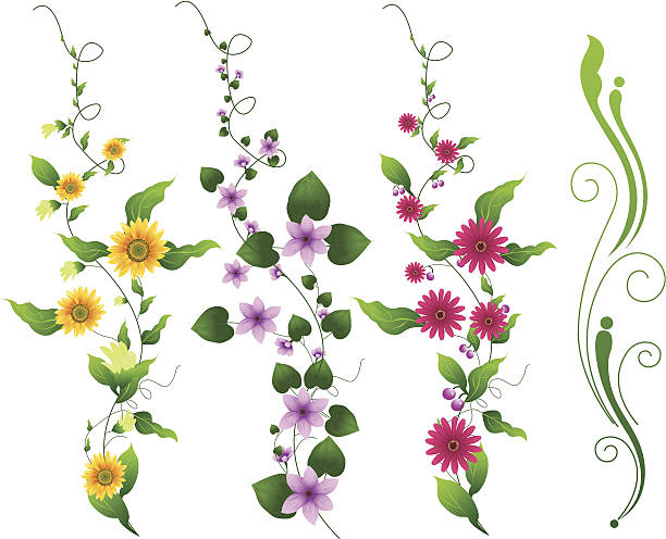 illustrations, cliparts, dessins animés et icônes de fleur de vigne - daisy sunflower