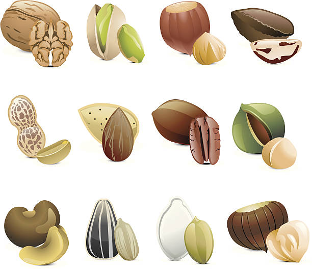 씨앗류 & 너트 - chestnut food nut fruit stock illustrations