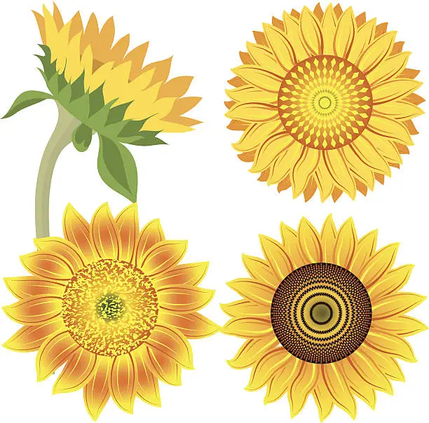 Vector illustration of Sunflowers