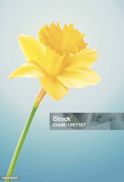 Ilustración de Narcisoilustración Vectorial y más Vectores Libres de Derechos de Amarillo - Color - Amarillo - Color, Flor, Flora