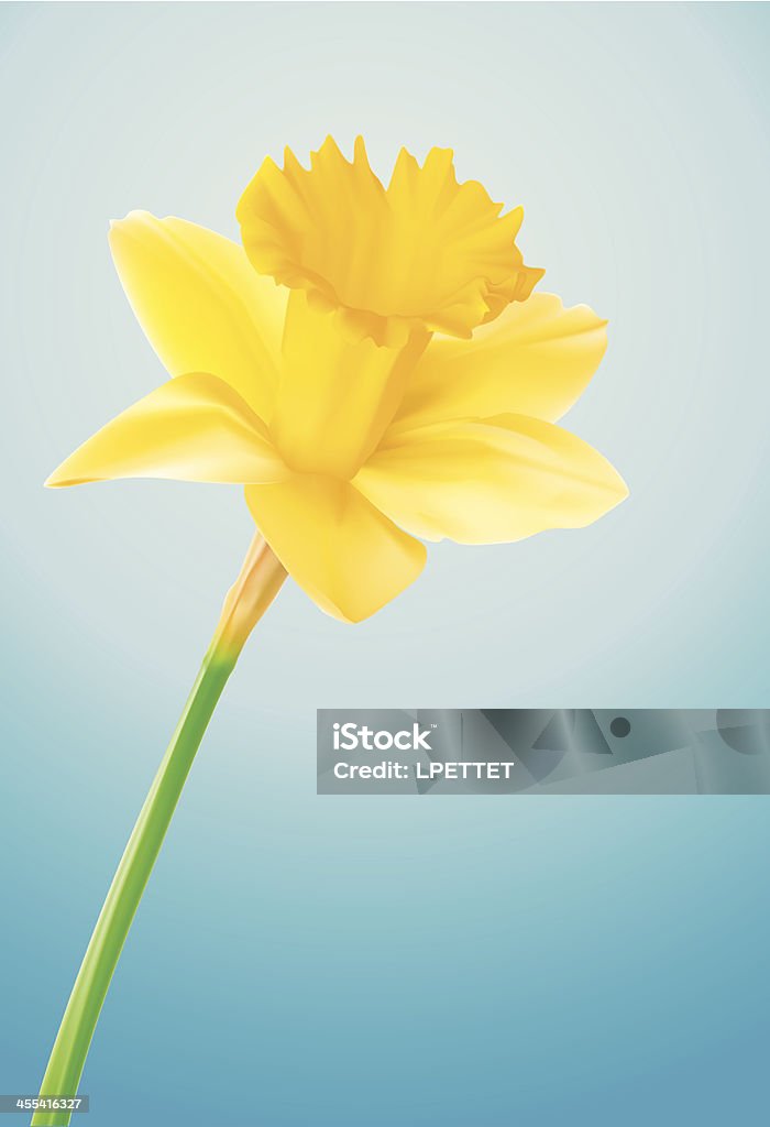 Daffodil - Vector Illustration Daffodil - Vector Illustration.  Daffodil stock vector