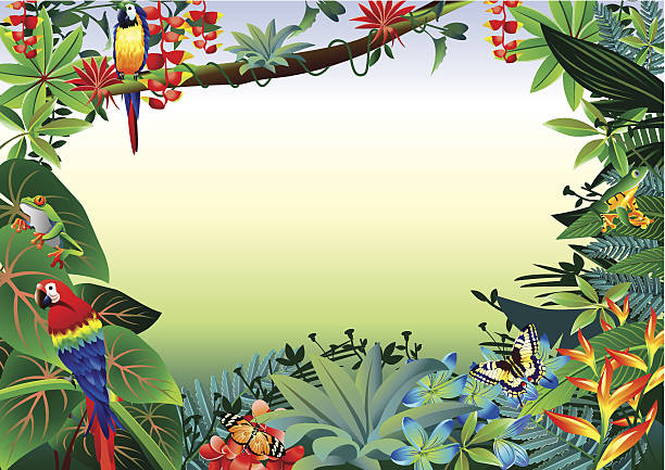Rainforest Tropical Border Vector illustrator of Rainforest Tropical Border. bird borders stock illustrations