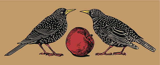 쌍의 starlings - illustration and painting bird drawing color image stock illustrations