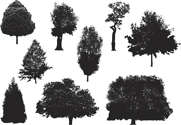 illustrations, cliparts, dessins animés et icônes de silhouettes d'arbre - poplar tree treetop forest tree