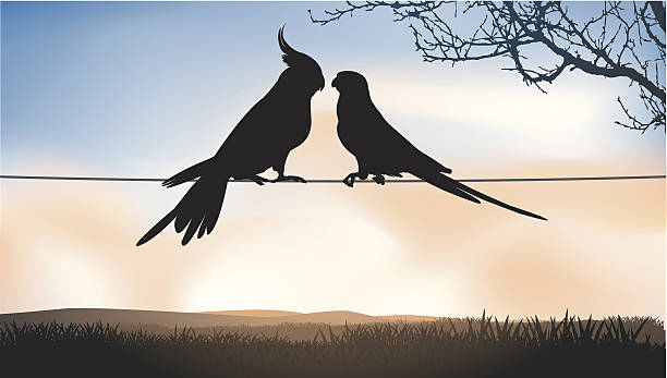 Love on the wire Two parrots love at large. parrot silhouette stock illustrations