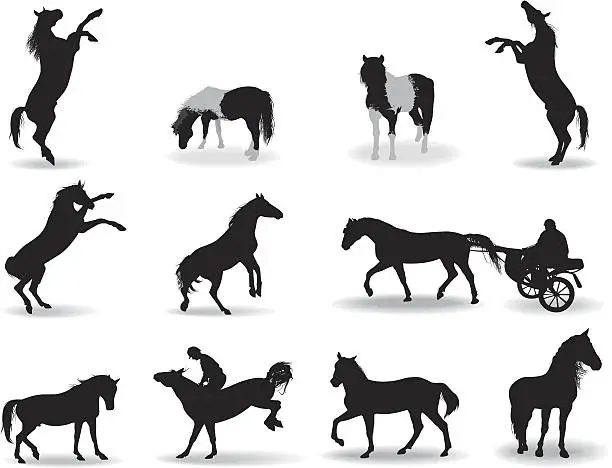 Vector illustration of Wild and domestic horses.