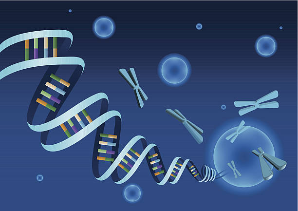 DNA Background of DNA Double Helix human cell nucleus stock illustrations