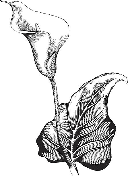 Calla Lilly Calla Lilly, Ink Style - vector drawing calla lily stock illustrations