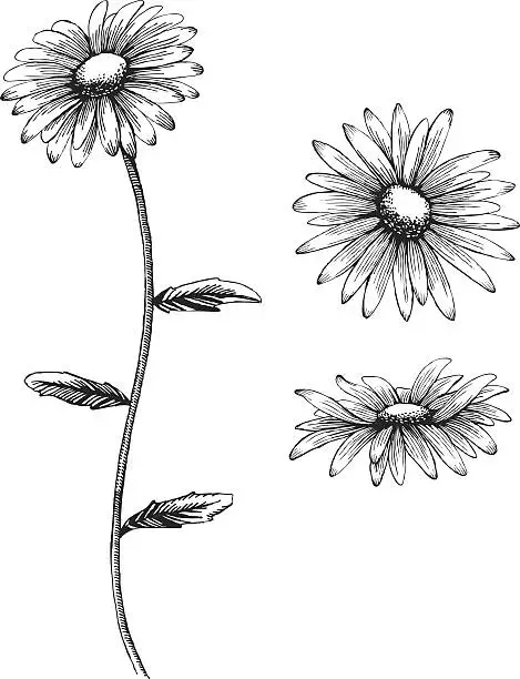 Vector illustration of An illustration of a daisy in black and white