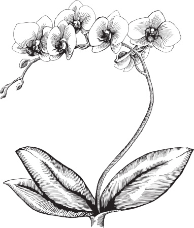 Orchid, Ink Style - vector drawing