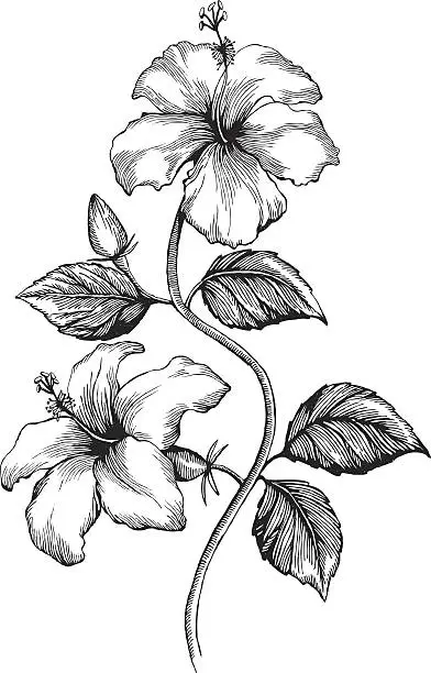 Vector illustration of Hibiscus
