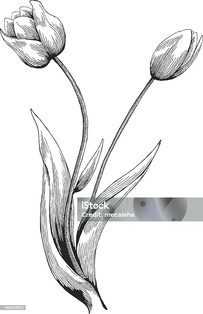 Tulpe - Lizenzfrei Tulpe Vektorgrafik