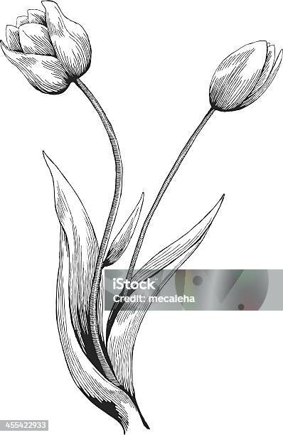 Tulipa - Arte vetorial de stock e mais imagens de Tulipa - Tulipa, Ilustração, Gravação