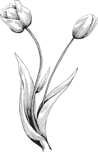 Tulip, Ink Style - vector drawing